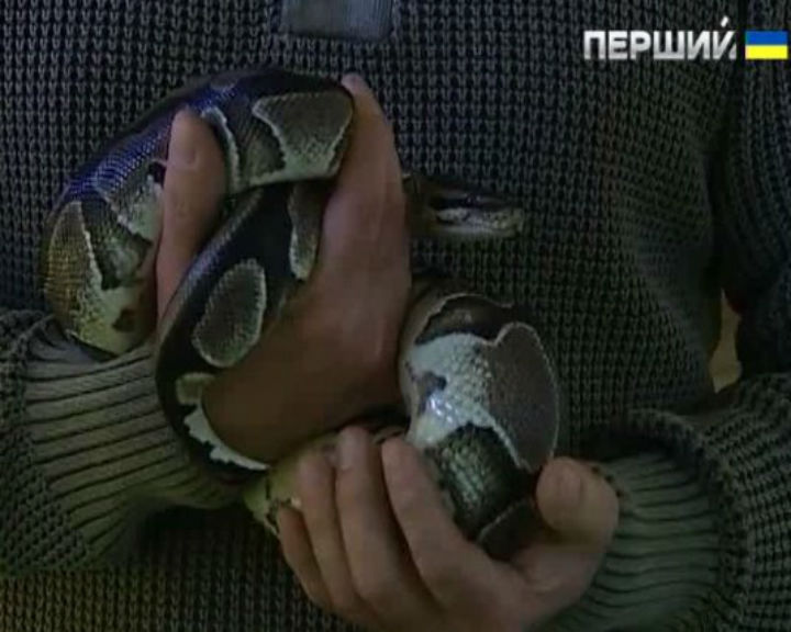 Колекція отруйних змій в Україні та найкращі мисливці тропіків