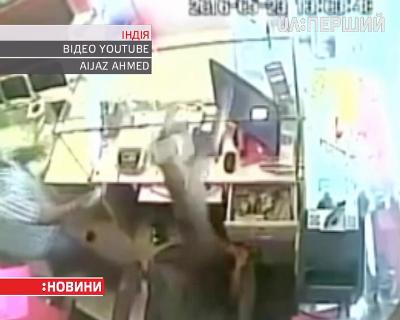 В Індії мавпа пограбувала ювелірний магазин