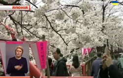 Японія, Китай і Південна Корея сперечаються через сакуру